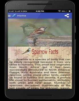 Sparrow Birds स्क्रीनशॉट 7
