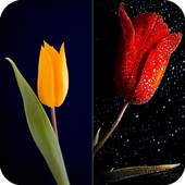 HD Tulip New Wallpaper 1.02