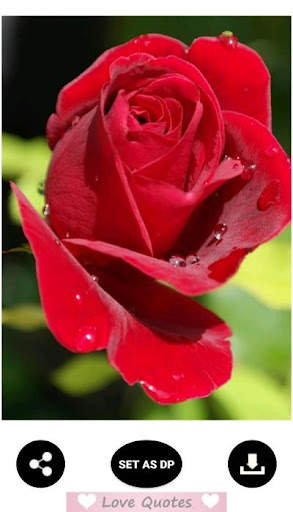 Rose Wallpaper screenshot 3