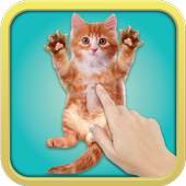 Tickle Cat 2.1