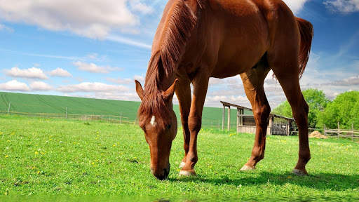 Horses Live Wallpaper (wallpapers & backgrounds) screenshot 10