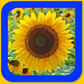 Photo Gallery :Gallery:Photo Library:gallery hd 3.0