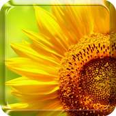 Sunflower Live Wallpaper 3.0