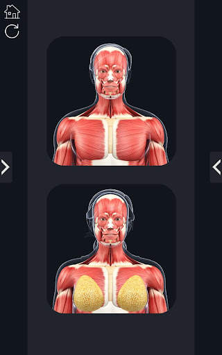 My Muscle Anatomy screenshot 1
