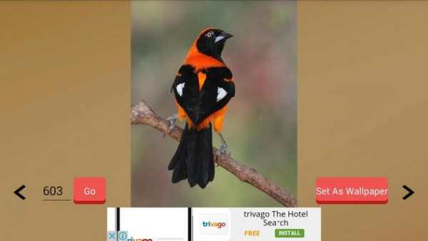 1000  Birds Wallpapers screenshot 15