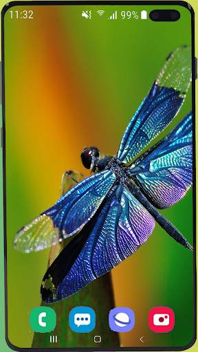 Dragonfly Wallpaper Best HD screenshot 13