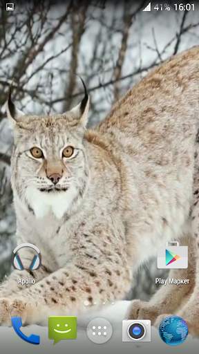 Lynx. Video Wallpaper स्क्रीनशॉट 3