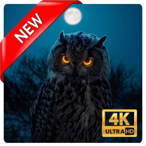 Owl Wallpaper 1.9