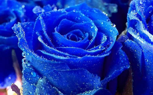 Blue Rose Wallpaper screenshot 4