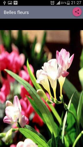 belles fleurs screenshot 3
