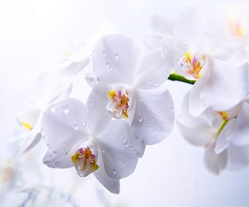 White Orchid Live Wallpaper screenshot 4