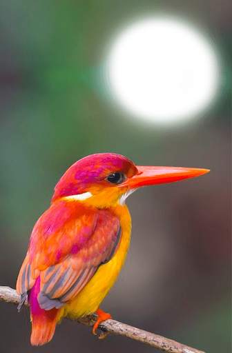Birds Photo Frames HD स्क्रीनशॉट 6