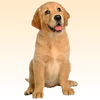 Dog sounds icon