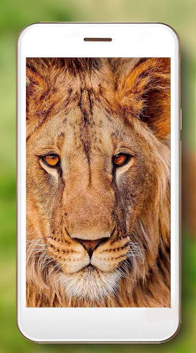 Lion Live Wallpaper screenshot 4