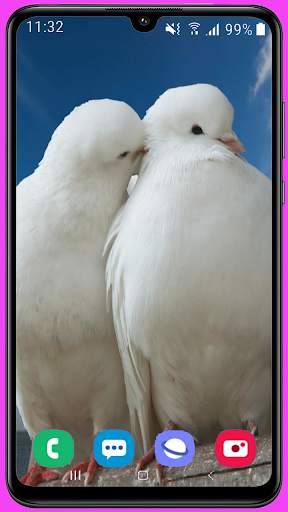 Pigeon Wallpaper Best HD screenshot 5