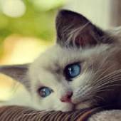 Cute Sad Cat LWP 2