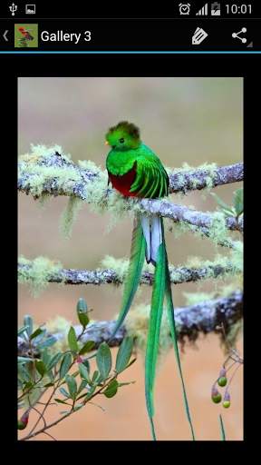 Birds Galleries screenshot 6