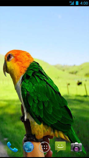 Parrot Wallpapers screenshot 4