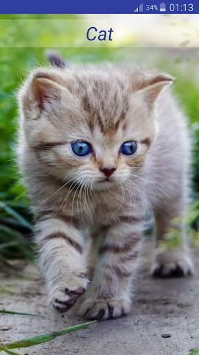 Baby Animal Sounds screenshot 2