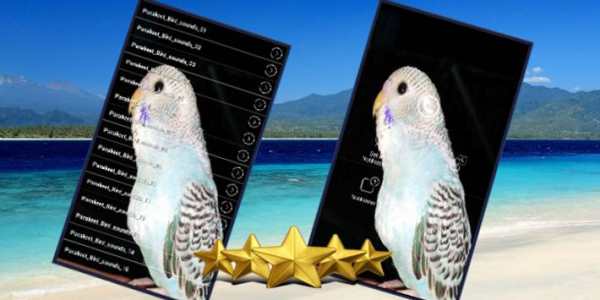 Suara Burung Parkit : Kicau Burung Parkit screenshot 1