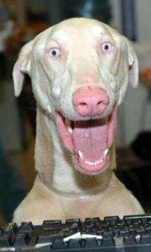300.Free Funny Dog Pictures HD screenshot 1