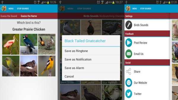 American Crow Bird Sound screenshot 3