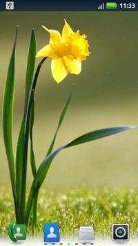 Daffodils Live Wallpaper screenshot 2