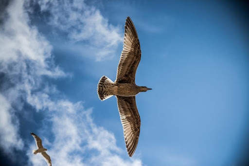 Bird Wallpapers screenshot 2