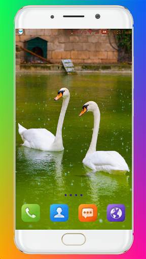 Swan Wallpaper HD screenshot 13