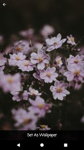 My HD Wallpapers screenshot 2