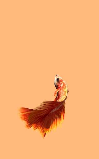 Betta Fish 3D Lite screenshot 9