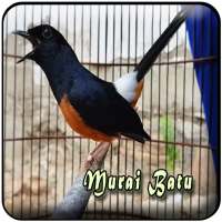 Kicau Murai Batu Offline logo