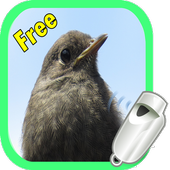 Whistle for Birds आइकन