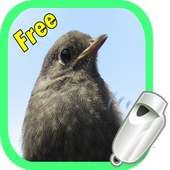 Whistle for Birds