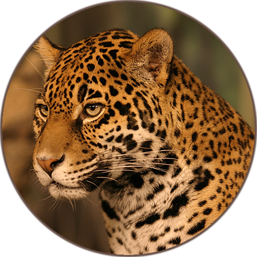 Jaguar (Animal) Sounds icon