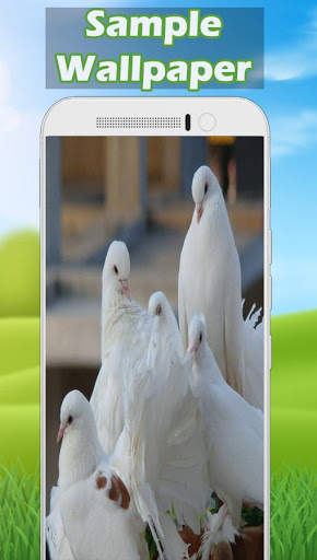 Pigeon Wallpaper HD 🐦 3 تصوير الشاشة