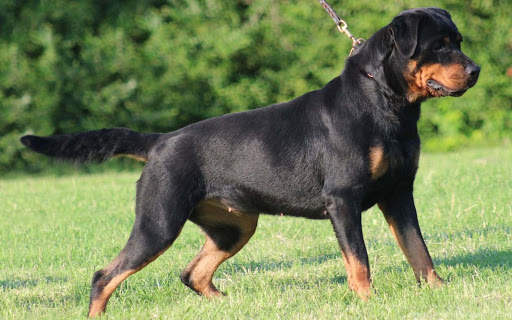 Rottweiler Wallpaper: Dog Wallpapers screenshot 8