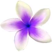 Flowers live wallpaper