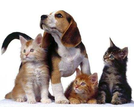 Funny cats and dogs Puzzles screenshot 4