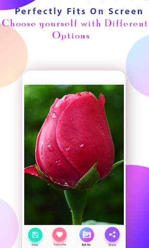 Rose Wallpapers HD screenshot 4