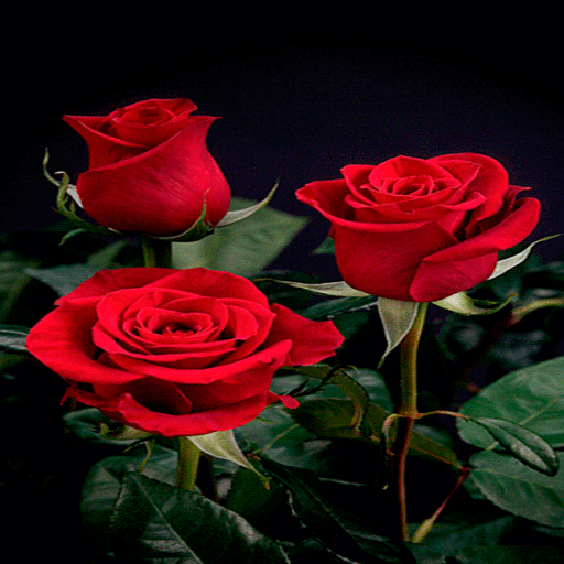 Beautiful Roses LWP icon