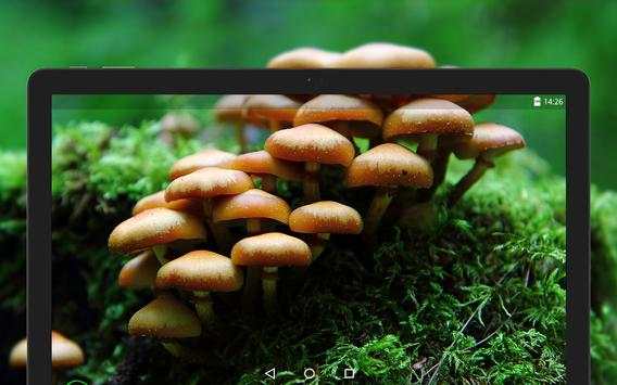 Mushroom Wallpapers HD (backgrounds & themes) screenshot 7