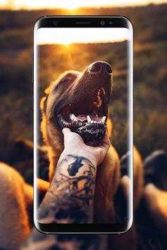 Malinois Wallpaper : Belgian Malinois 2020 screenshot 1