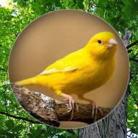 Suara Burung Kenari Gacor icon
