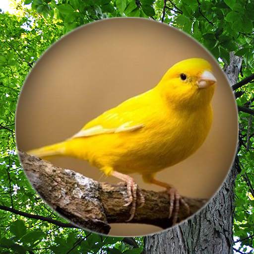 Suara Burung Kenari Gacor 12.62.83