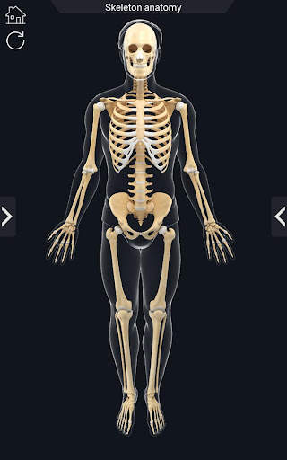My Skeleton Anatomy screenshot 2