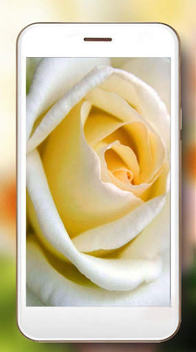 Roses Gallery Live Wallpaper screenshot 5