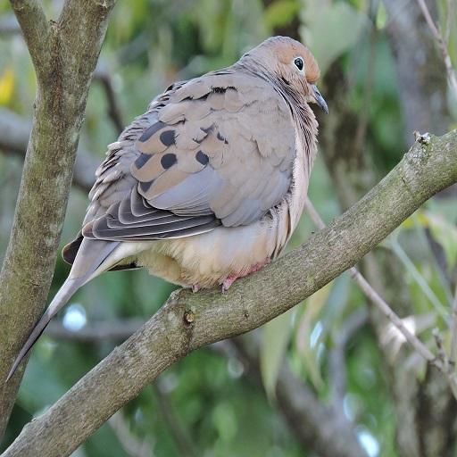 Mourning Dove Coo Call Sound icon