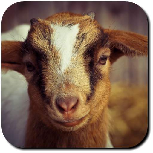 Goat Wallpapers 3