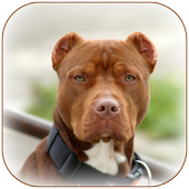 Pitbull Wallpaper आइकन
